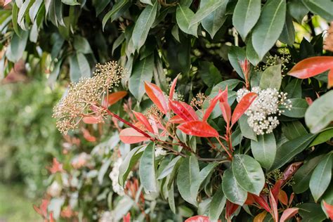 Photinia ‘Robusta’ (Red Tip Photinia) Growing Guide.